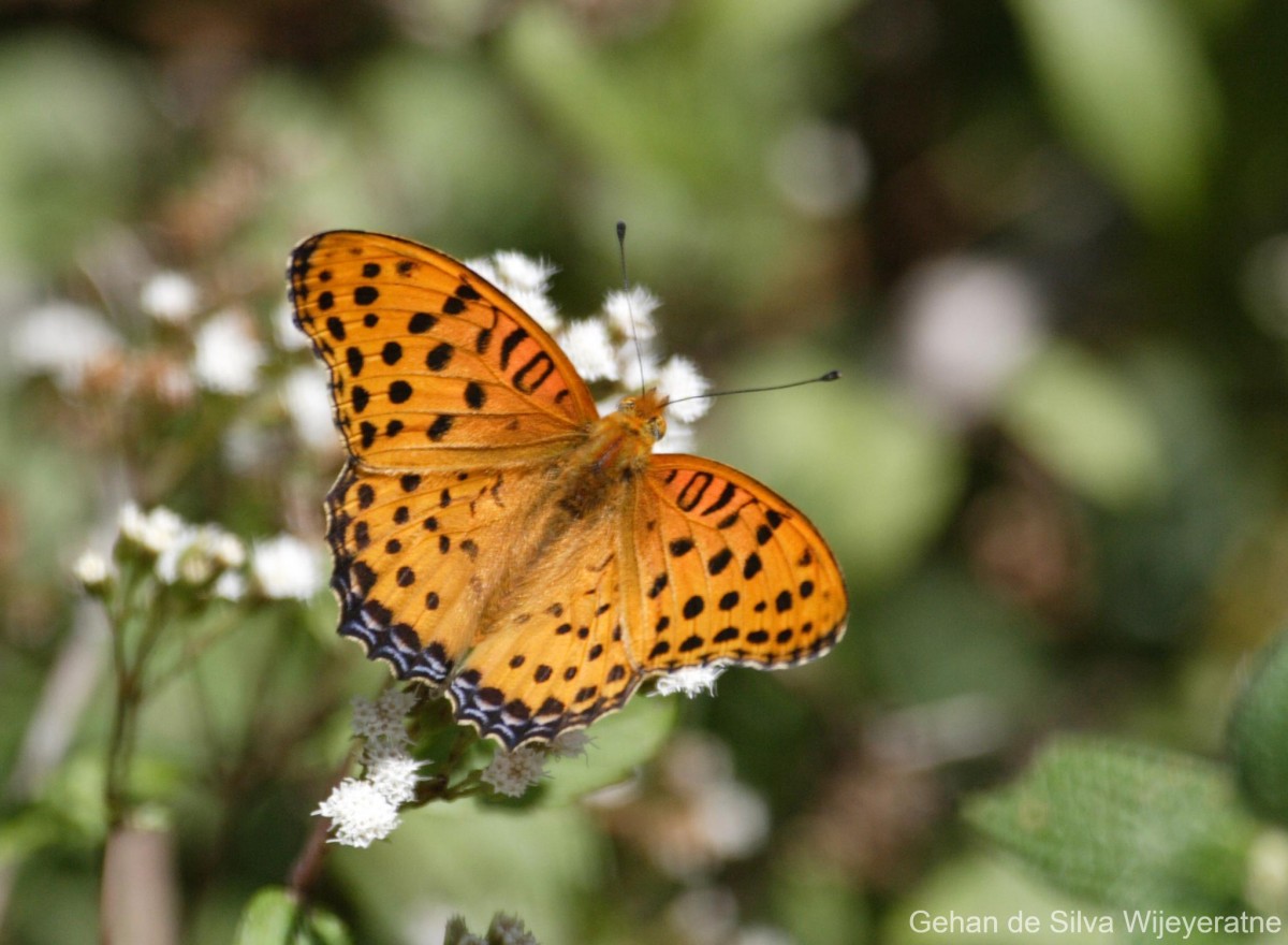 Argynnis hyperbius Linnaeus, 1763